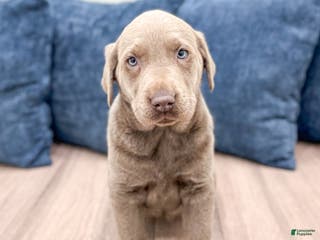 Labrador Retriever dogs Athena - Ad 27