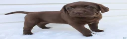 Labrador Retriever dogs for sale: Myla AKC - Ad 6