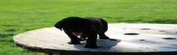 Labrador Retriever dogs for sale: Andy - Ad 4