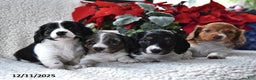 Miniature Dachshund dogs for sale: Silver Star - Ad 5