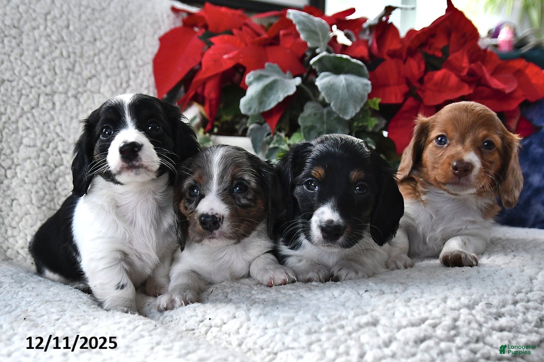 Miniature Dachshund dogs for sale: Silver Star - Ad 5