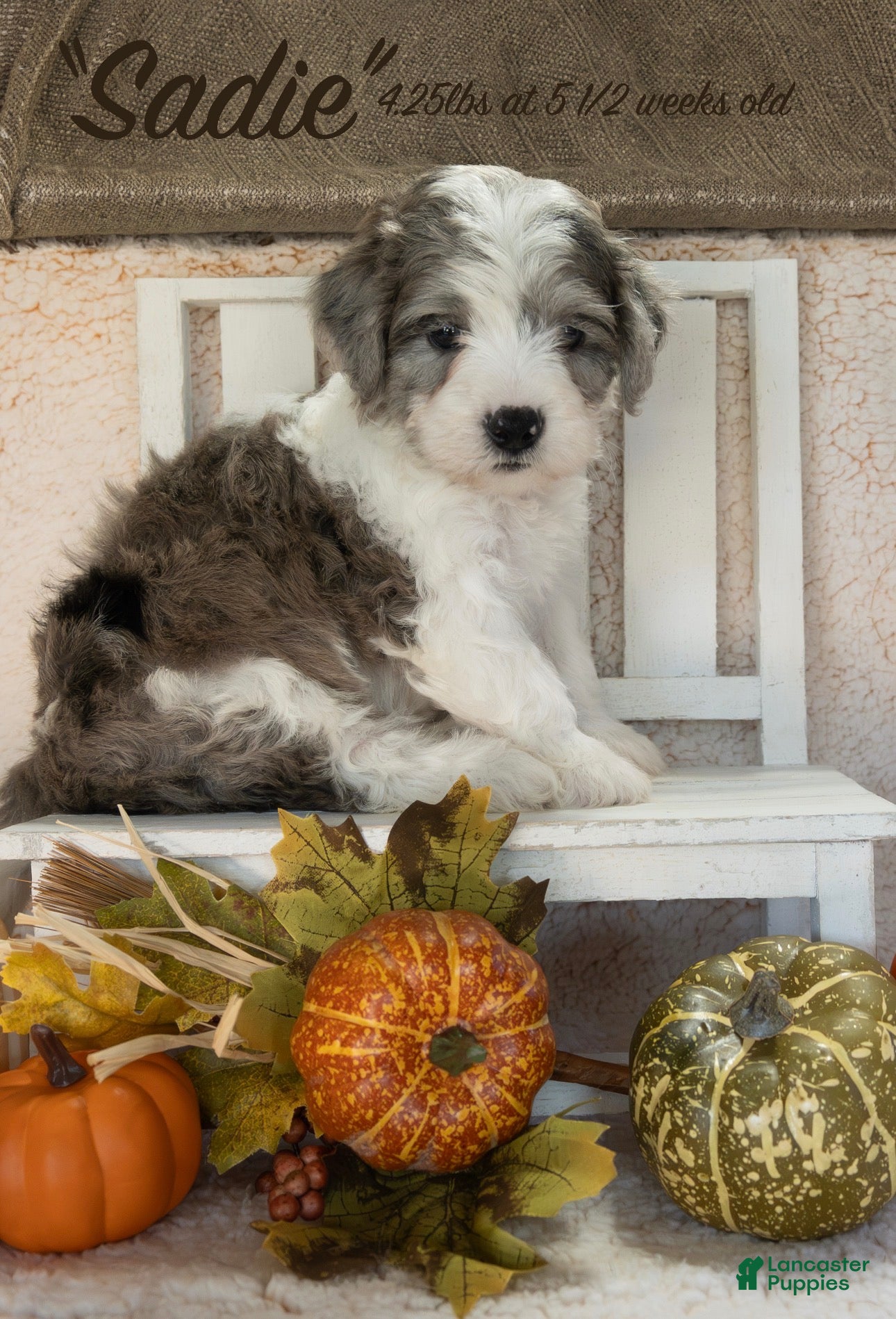 Bernedoodle dogs for sale: Sadie - Ad 19