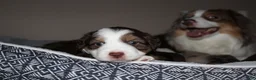 Miniature Australian Shepherd dogs for sale: Miniature Australian Shepherd 4 - Ad 3