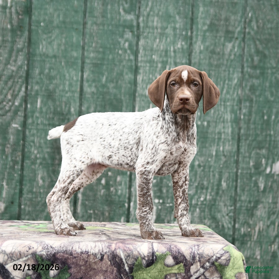 German Shorthaired Pointer dogs Halo - Ad 2