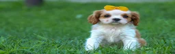 Cavalier King Charles Spaniel dogs for sale:  Nova🎀 - Ad 14