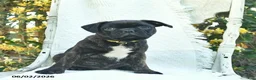 Mixed Breed dogs for sale: Sonny  - Ad 3