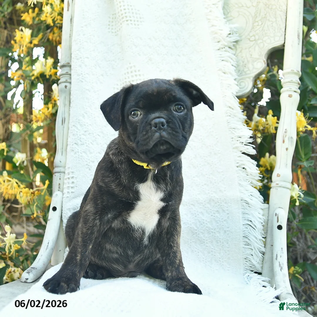 Mixed Breed dogs for sale: Sonny  - Ad 3