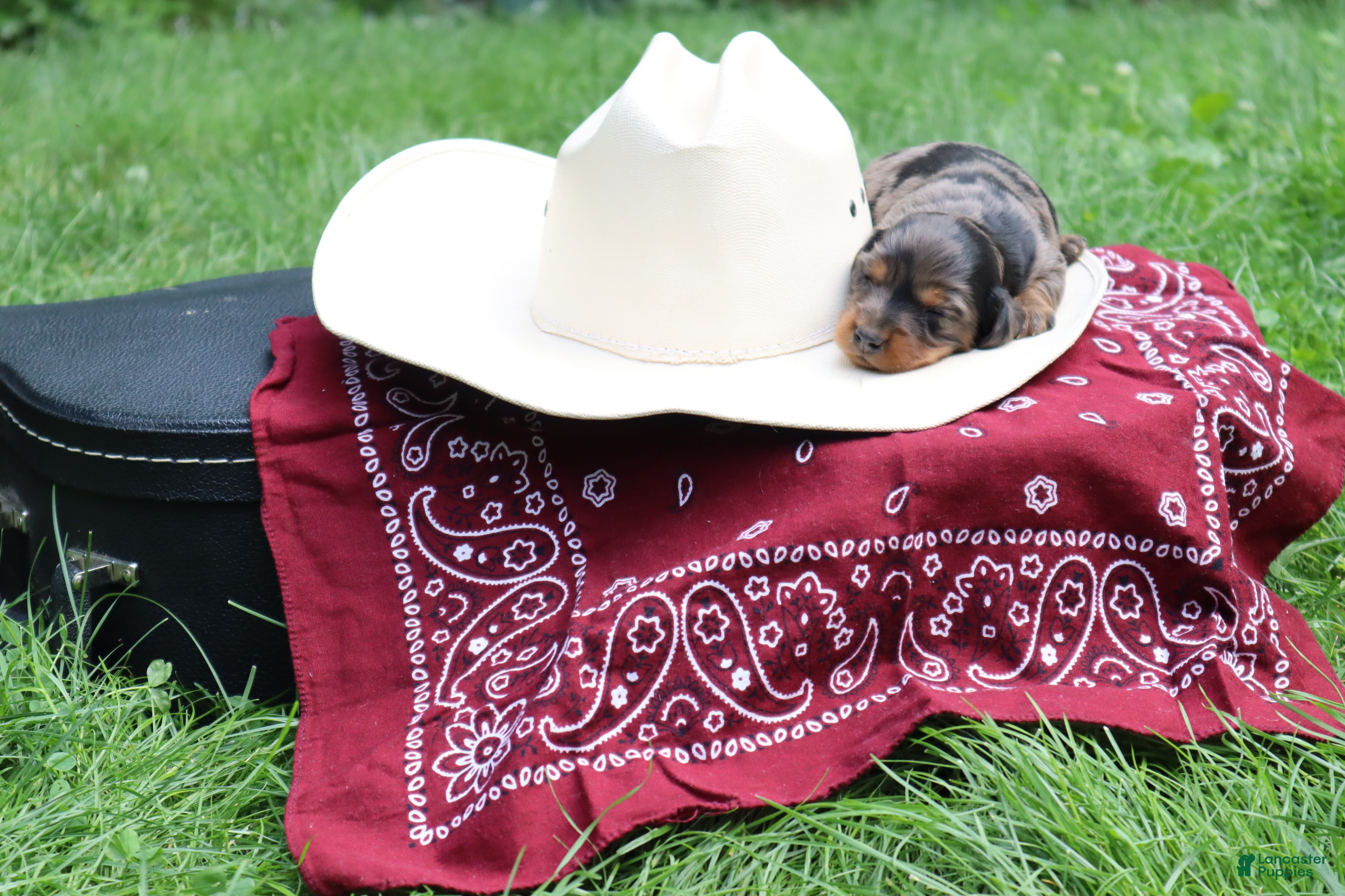 Miniature Dachshund dogs Paris - Ad 1