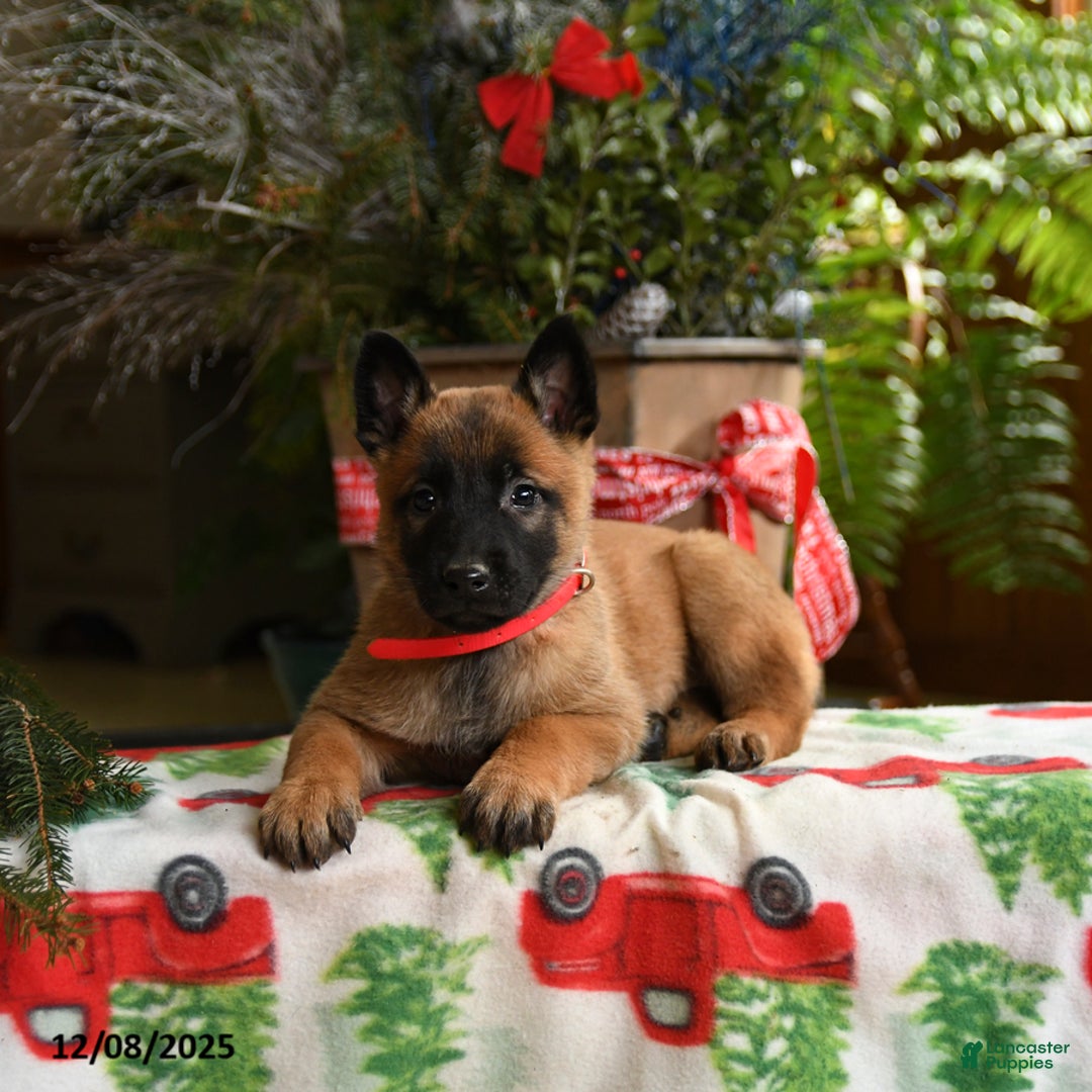 Belgian Malinois dogs for sale: Strawberry - Ad 4