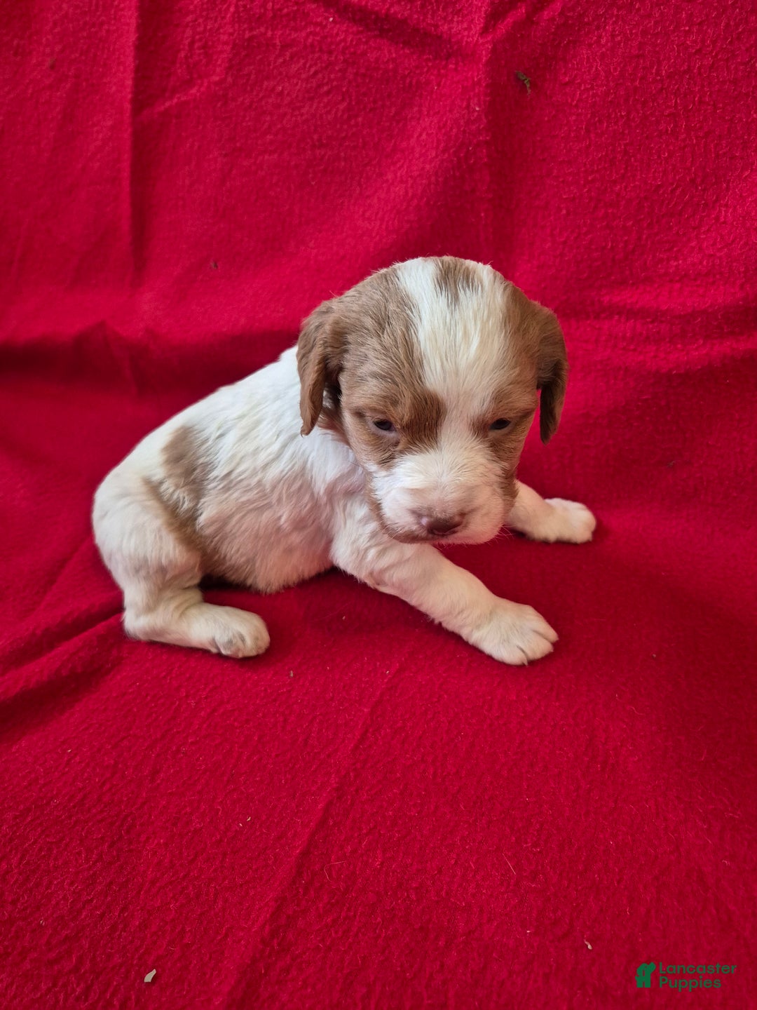 Brittany Spaniel dogs for sale: Pluto - Ad 5