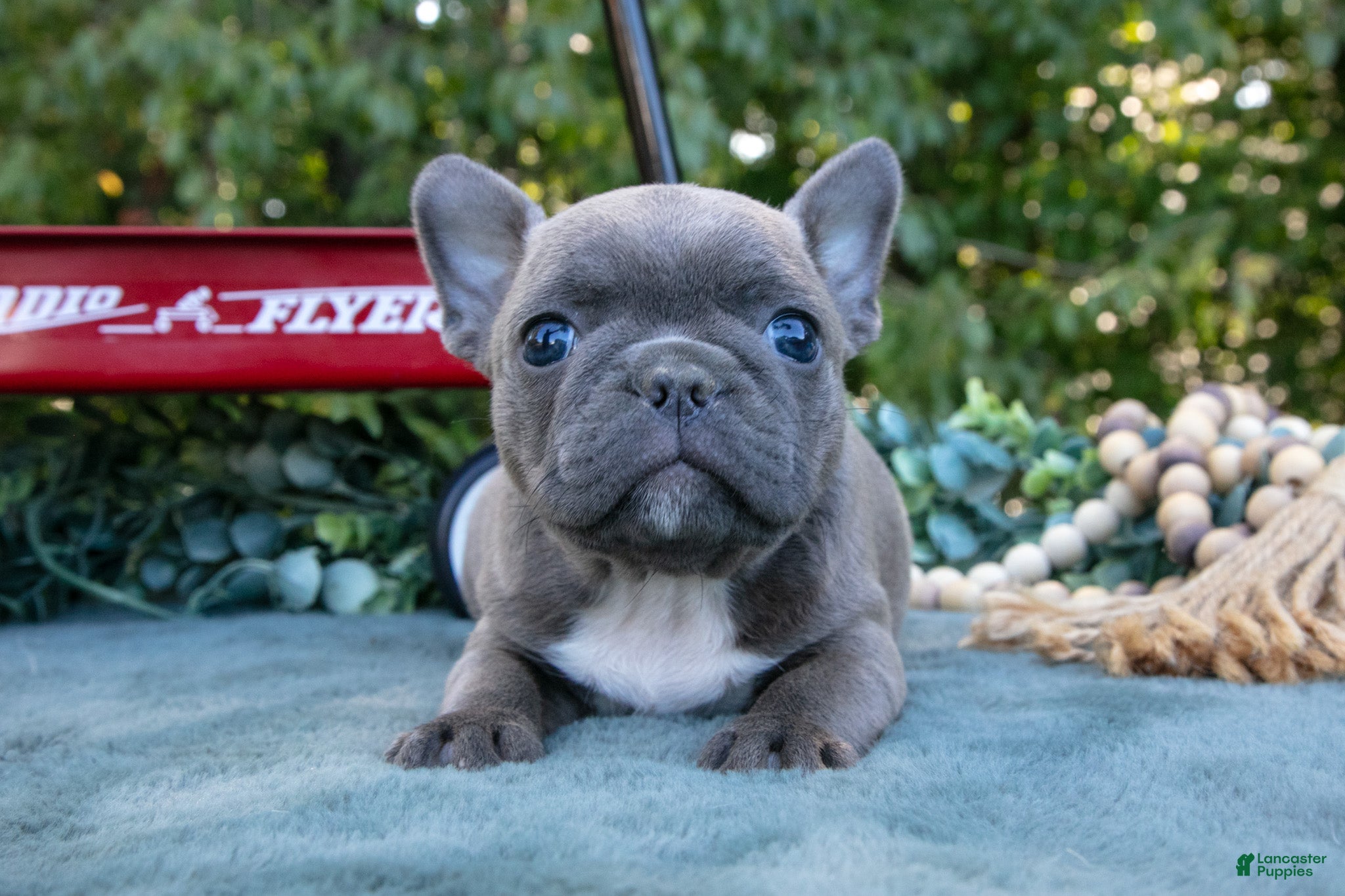 Frenchton dogs Clover - Ad 1