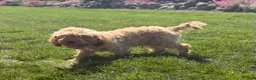 Cavapoo dogs for sale: Aiden - Ad 3