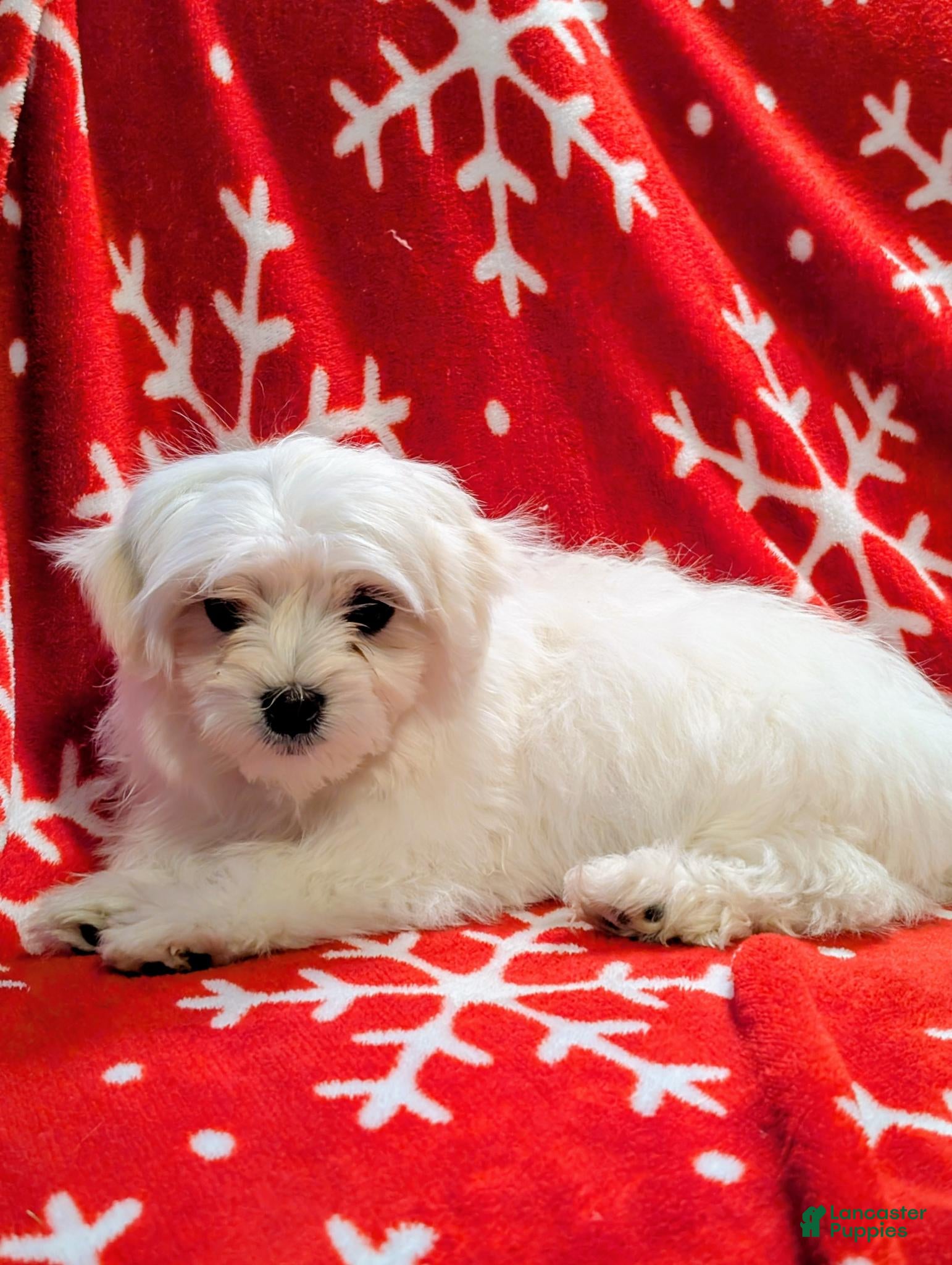 Maltese dogs Blanco - Ad 6