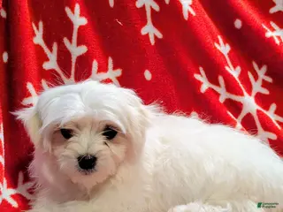 Maltese dogs Blanco - Ad 6