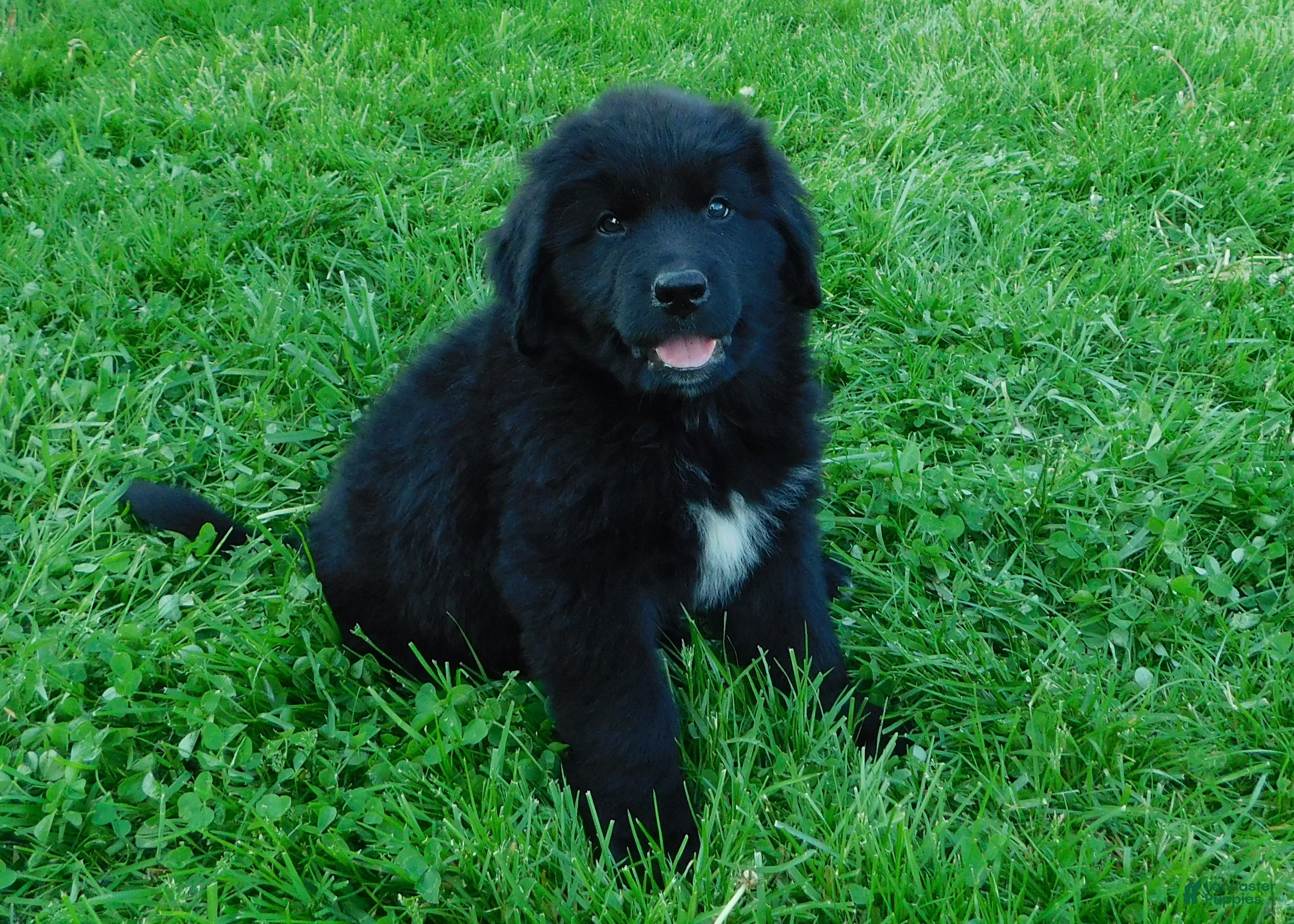 Newfoundland dogs Lark - Ad 1