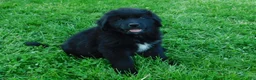 Newfoundland dogs for sale: Lark - Ad 1