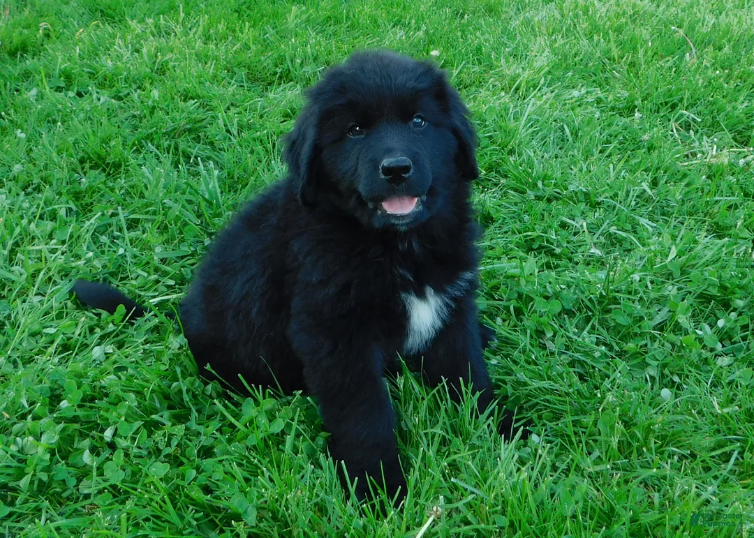 Newfoundland dogs for sale: Lark - Ad 1