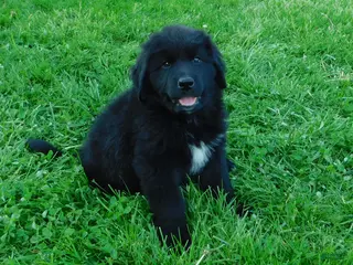 Newfoundland dogs for sale: Lark - Ad 1