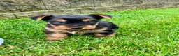 Yorkshire Terrier dogs for sale: Mia - Ad 8