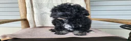 Mini Bernedoodle dogs for sale: Mia - Ad 14