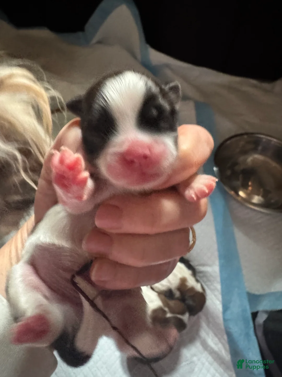 Mixed Breed dogs for sale: Teddy Bear Puppy 5 - Ad 1