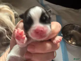 Mixed Breed dogs for sale: Teddy Bear Puppy 5 - Ad 4