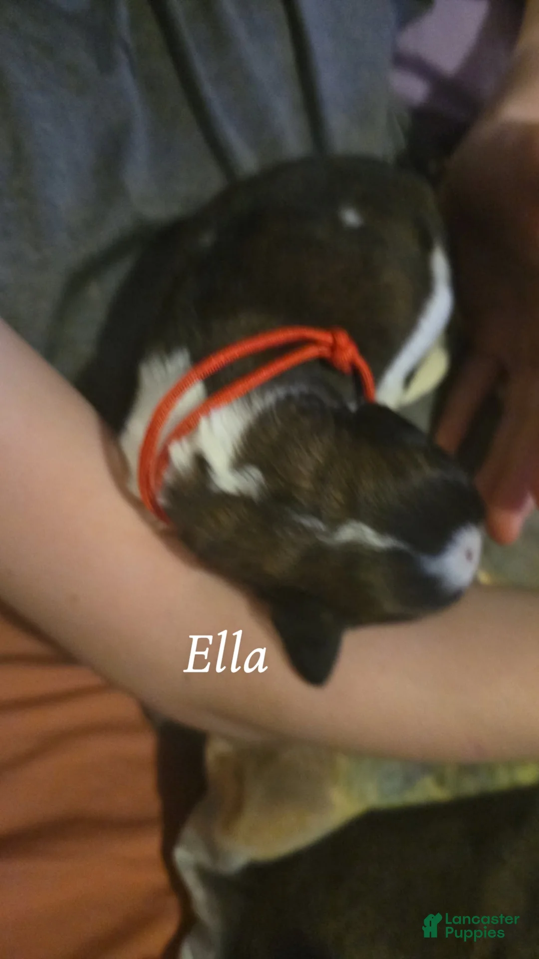 Saint Bernard dogs for sale: Ella  - Ad 2