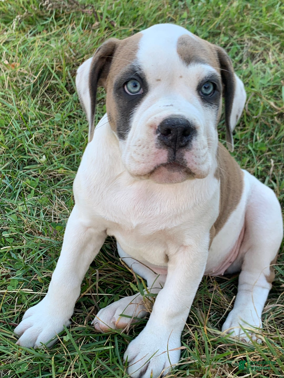 Olde English Bulldogge dogs for sale: Olde English Bulldogge Puppy 3 - Ad 2