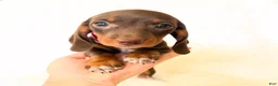 Miniature Dachshund dogs for sale: AKC Daisy - Ad 8