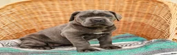 Cane Corso dogs for sale: Alaska (Champion Bloodline) - Ad 3