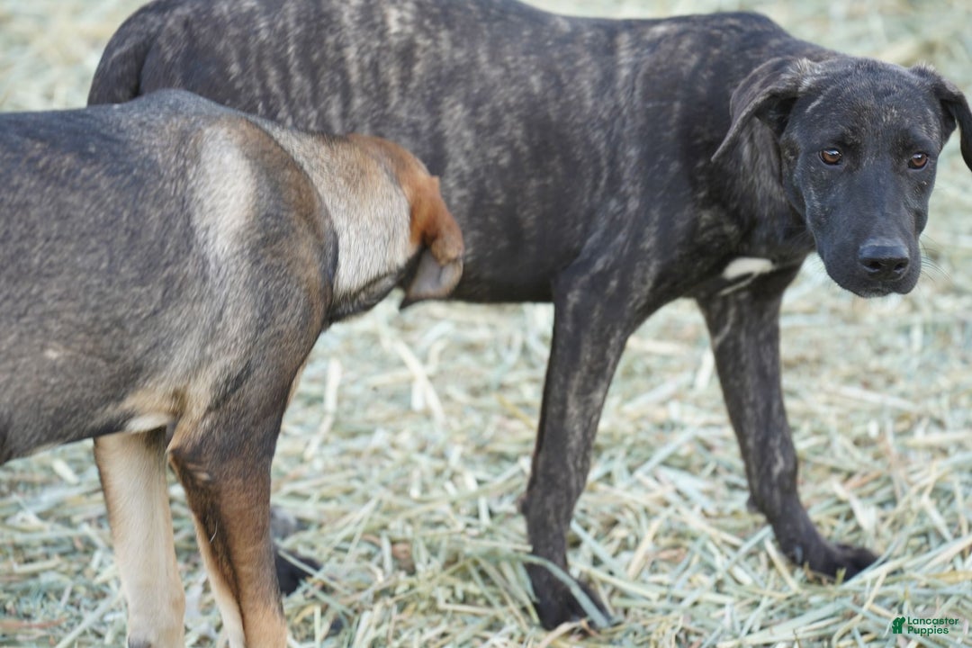 Mixed Breed dogs for sale: Tiger Tiscar Farm Dog - Ad 15