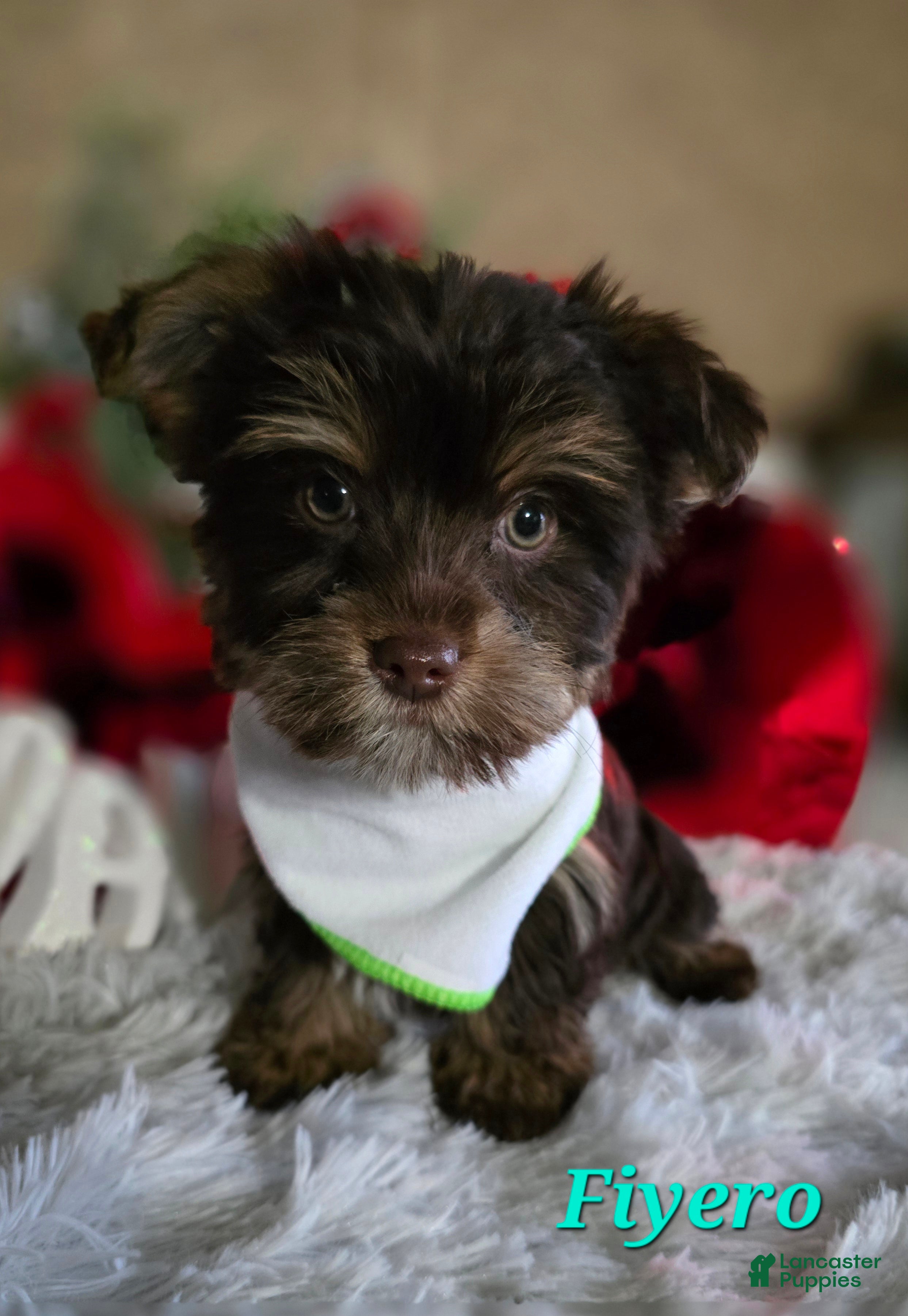 Yorkshire Terrier dogs Fiyero - Boy - Ad 17