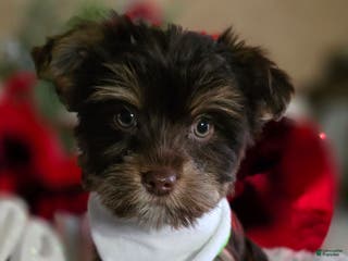 Yorkshire Terrier dogs Fiyero - Boy - Ad 14