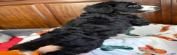 Aussiedoodle dogs for sale: Green Olive (Green) - Ad 3