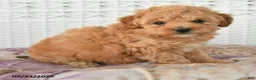 Miniature Poodle dogs for sale: Dolly - Ad 5