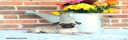 Pug dogs for sale: Goldie - Ad 22