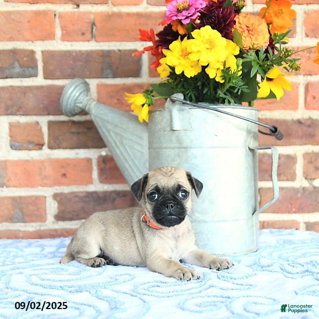 Pug dogs for sale: Goldie - Ad 22