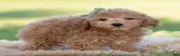 Mini Goldendoodle dogs for sale: banjo - Ad 3