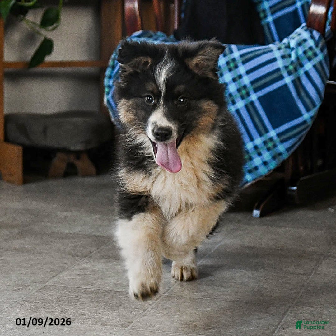 Australian Shepherd dogs for sale: Baxter - Ad 3