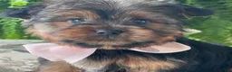 Yorkshire Terrier dogs for sale: Felicity - Ad 3