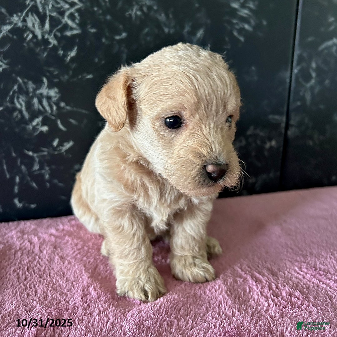 Mixed Breed dogs for sale: Bella   - Ad 3