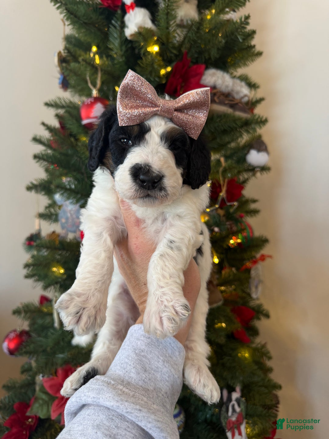 Mixed Breed dogs for sale: Farah - Ad 3