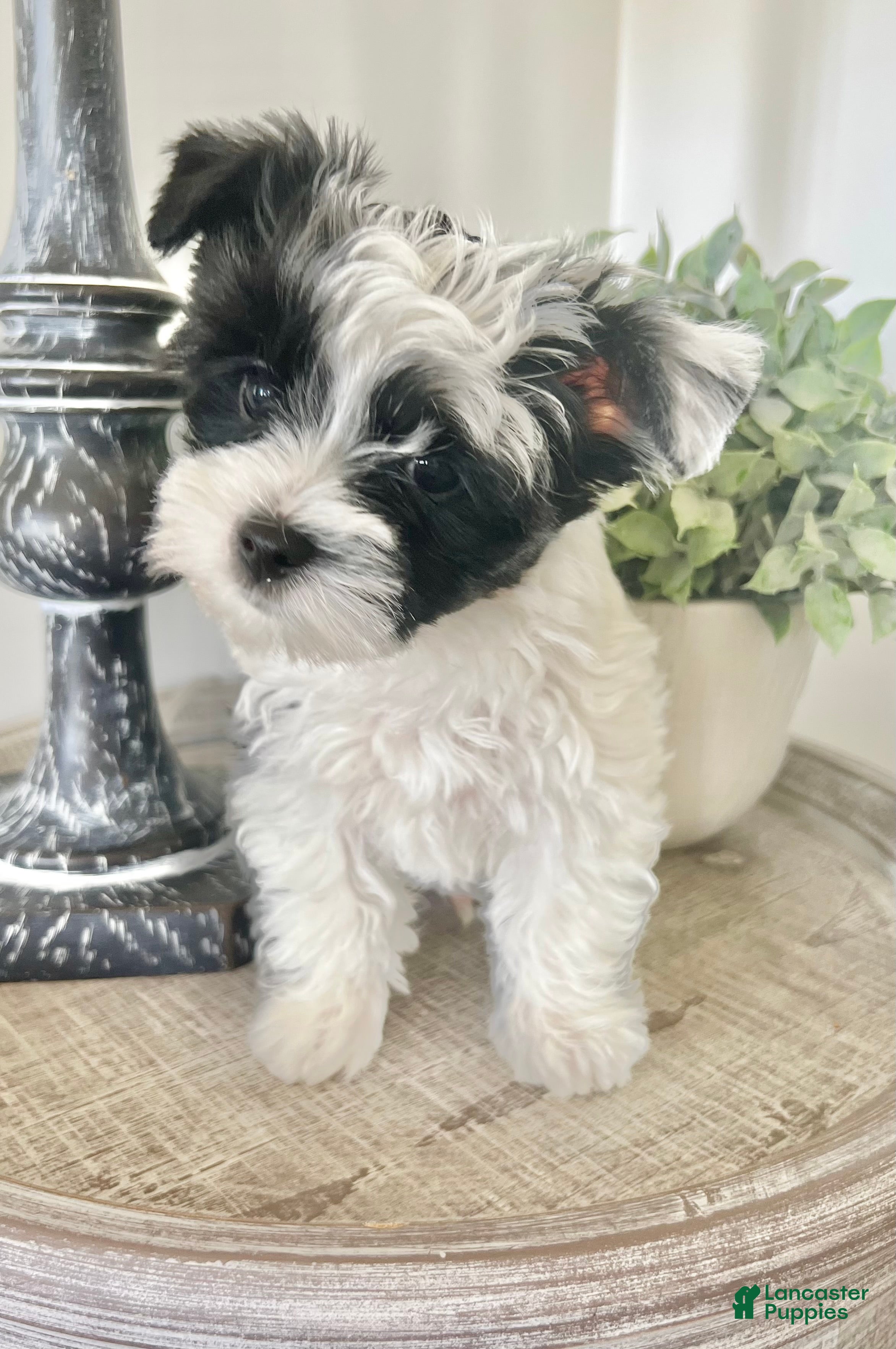 Yorkshire Terrier dogs Luke- Parti Yorkie - Ad 2
