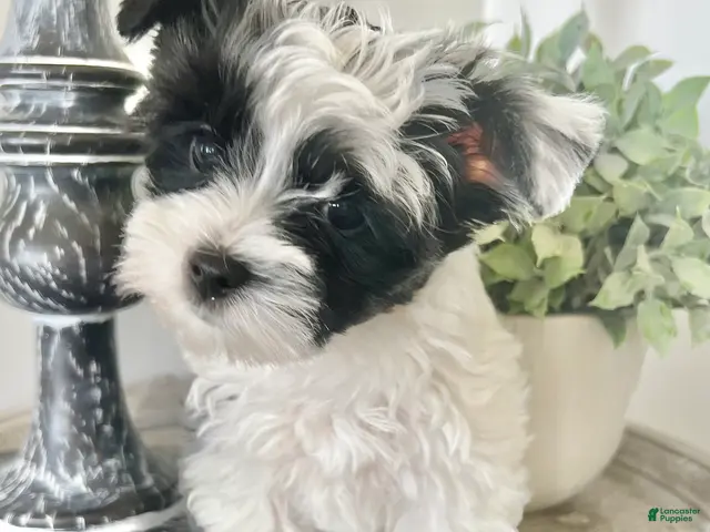 Yorkshire Terrier dogs Luke- Parti Yorkie - Ad 2