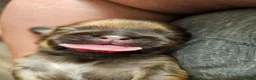 Mixed Breed dogs for sale: Obi Wan Paw-nobi  - Ad 4