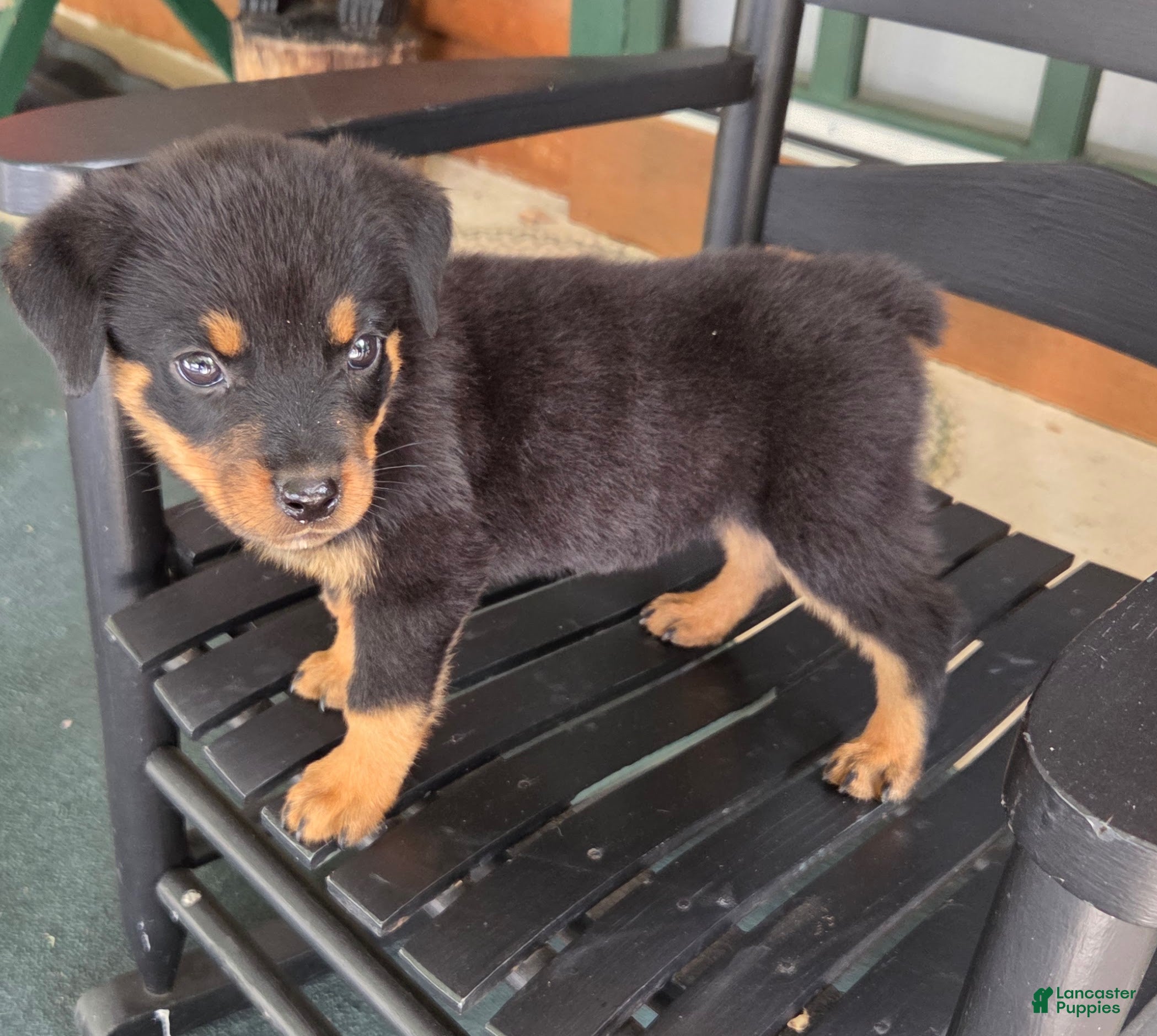 Rottweiler dogs Fiona - Ad 1