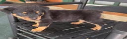 Rottweiler dogs for sale: Fiona - Ad 1