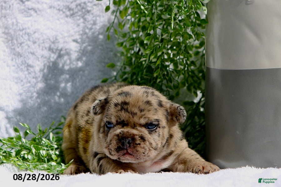 French Bulldog dogs Daisy - Ad 1