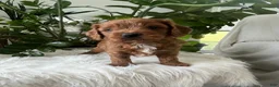 Cavapoo dogs for sale: Jocelyn - Ad 3