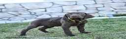 German Shorthaired Pointer dogs for sale: Inca - Ad 4